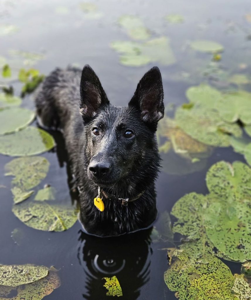 Hund im Sommer - wichtige Tipps bei Hitze