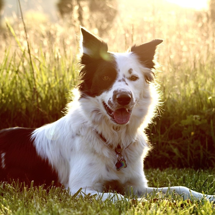 Tipps für Ihren Hund im Sommer