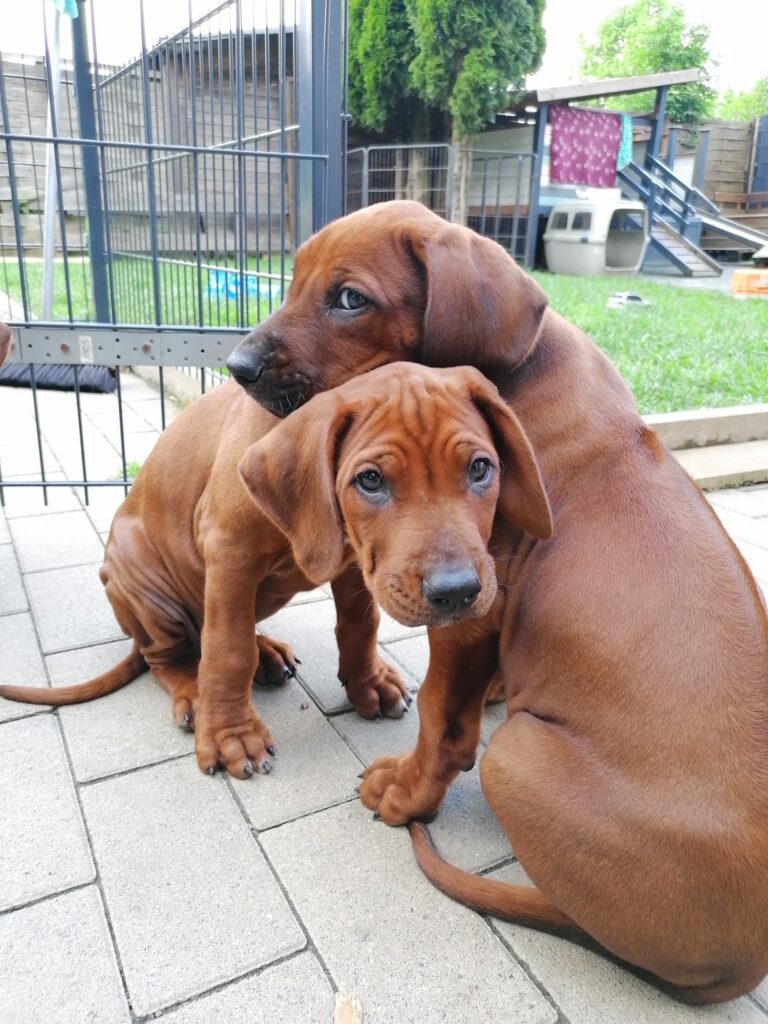Zwei Welpen kuscheln