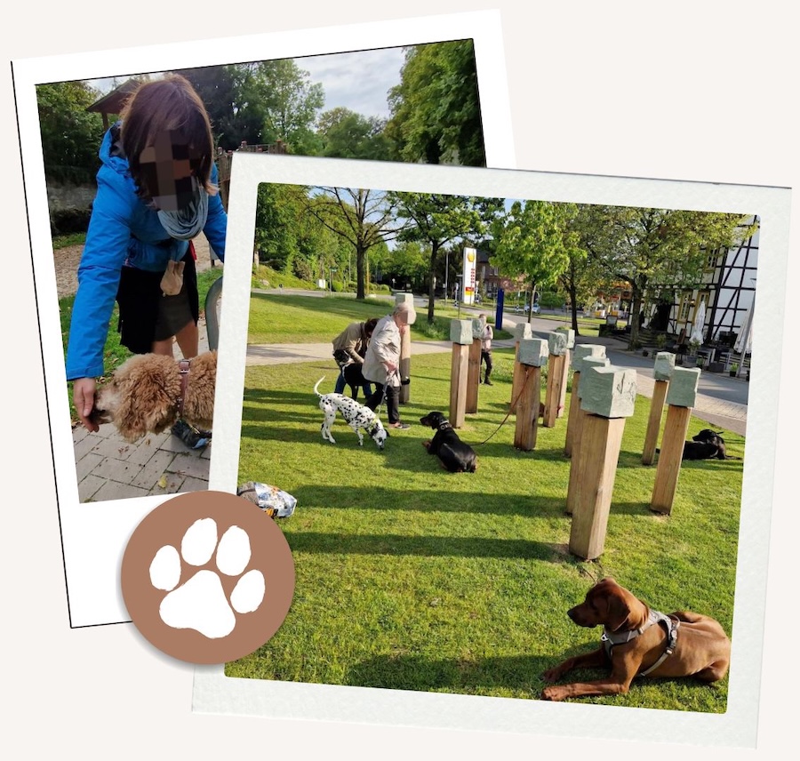 Mobile Hundeerziehung - Carolin Hegebüscher - 6