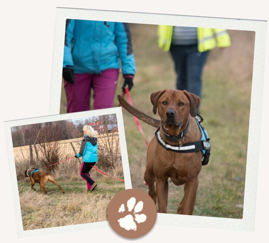 Mantrailing Kurs in Soest