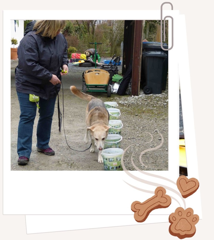 Nasenarbeit Gruppenkurs für Hunde