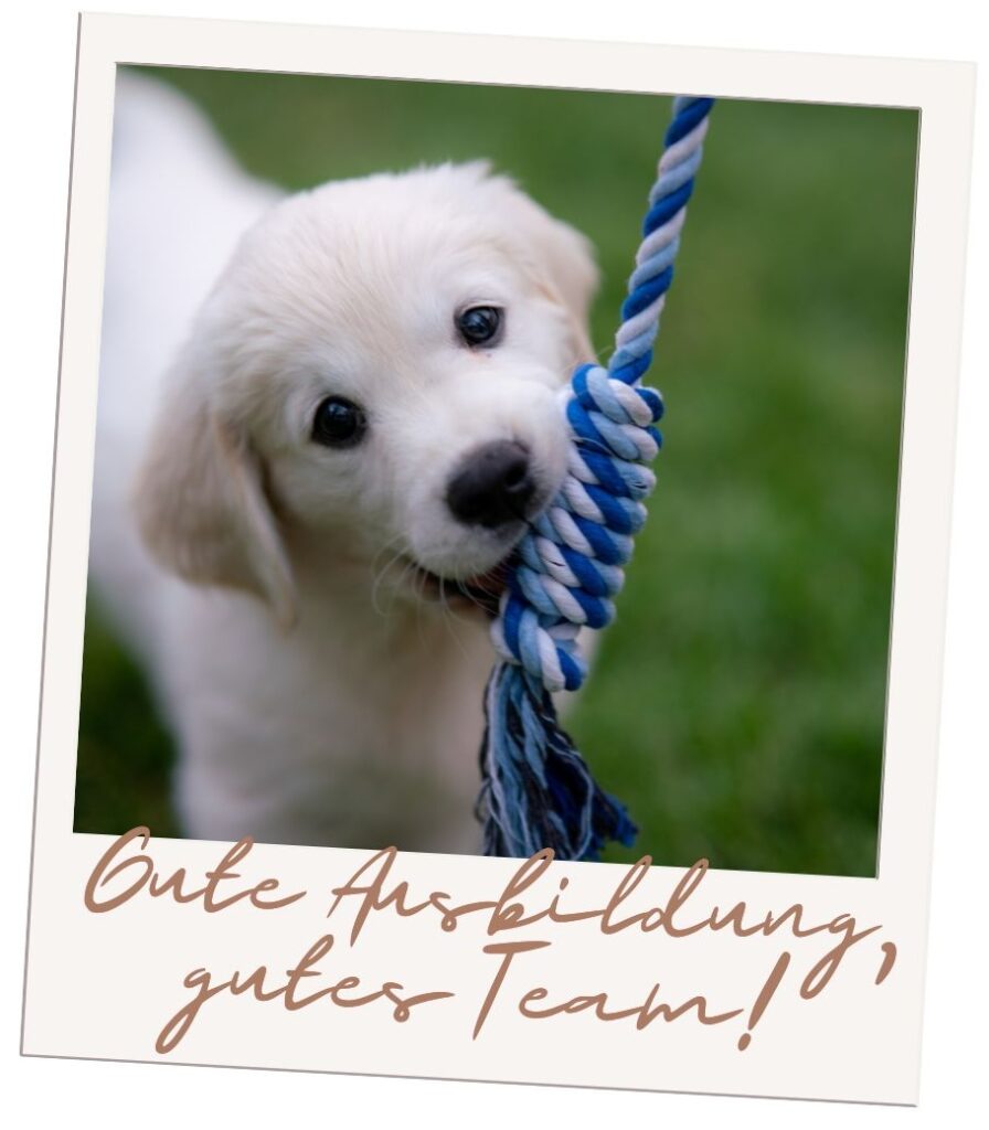 Welpenschule Sost - Gruppenkurs für Welpen